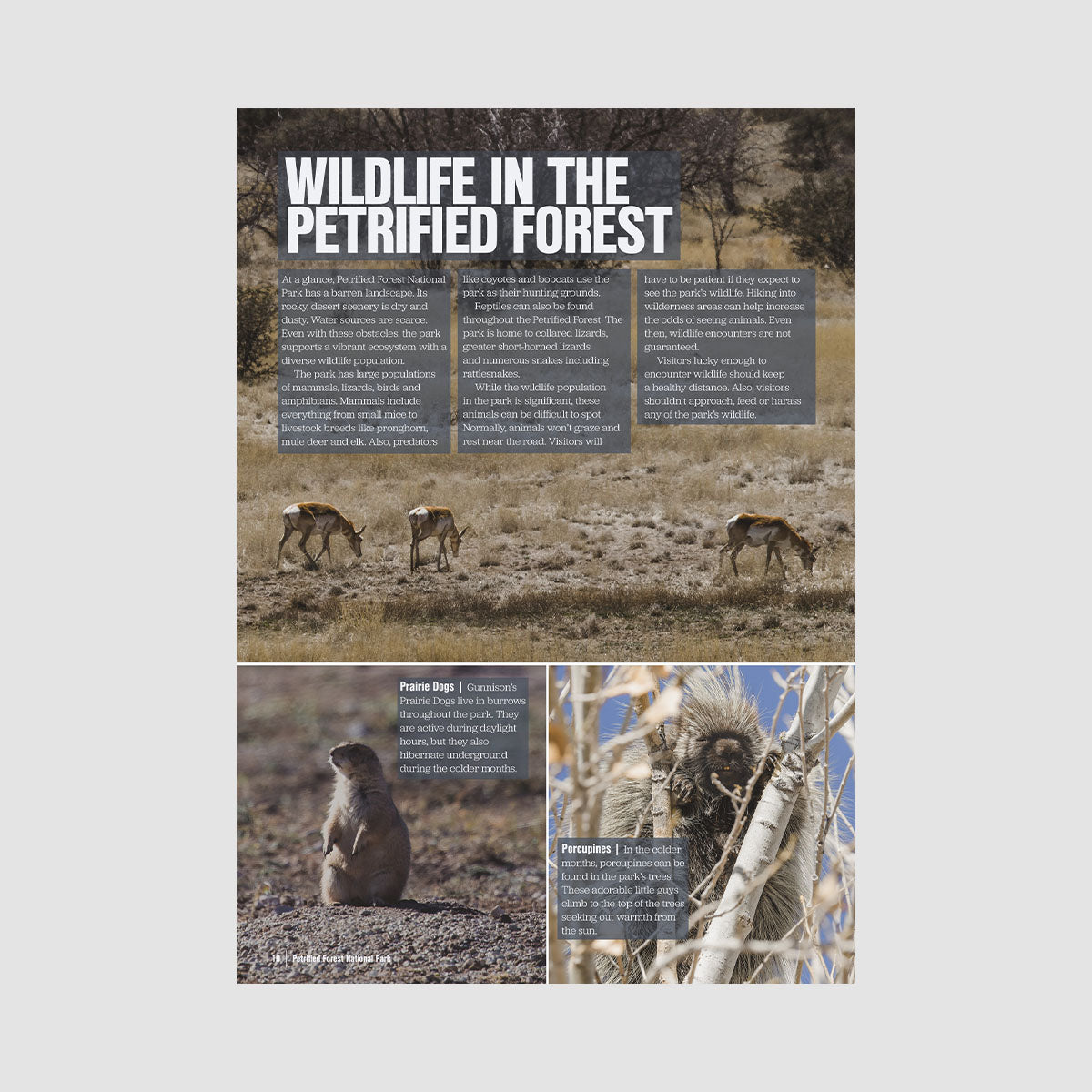Northern Arizona Travel Guide